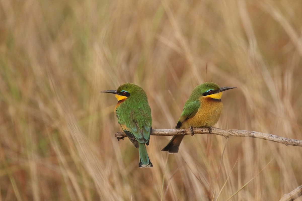 Little Bee-eater - ML310186781