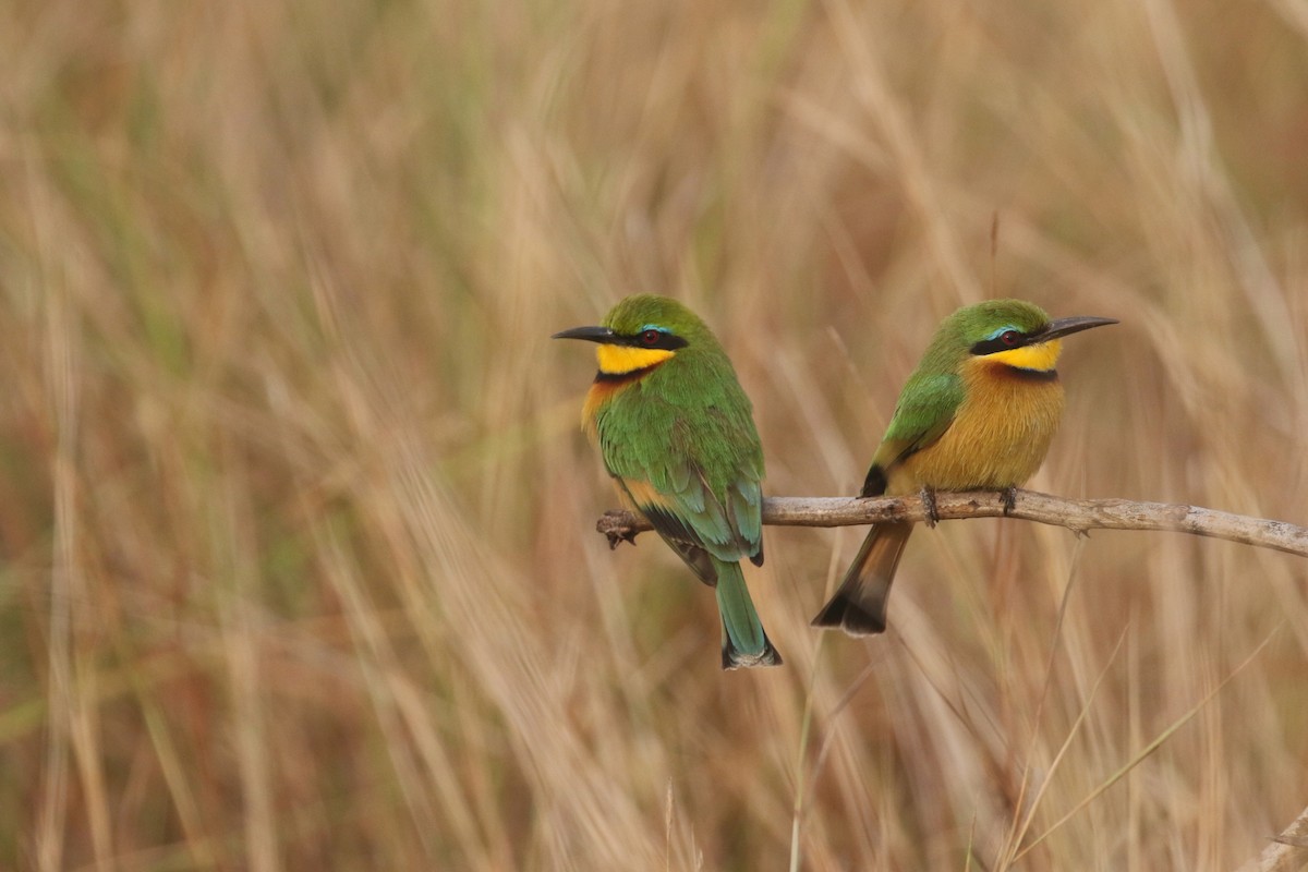 Little Bee-eater - ML310186861