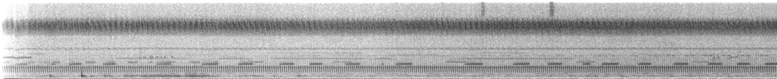 Schleppennachtschwalbe - ML310187