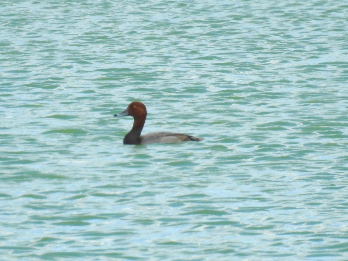 Redhead - ML310187231