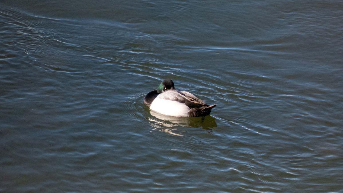 Greater Scaup - ML310188811