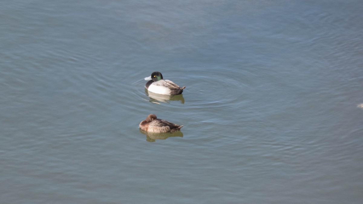 Greater Scaup - ML310188831