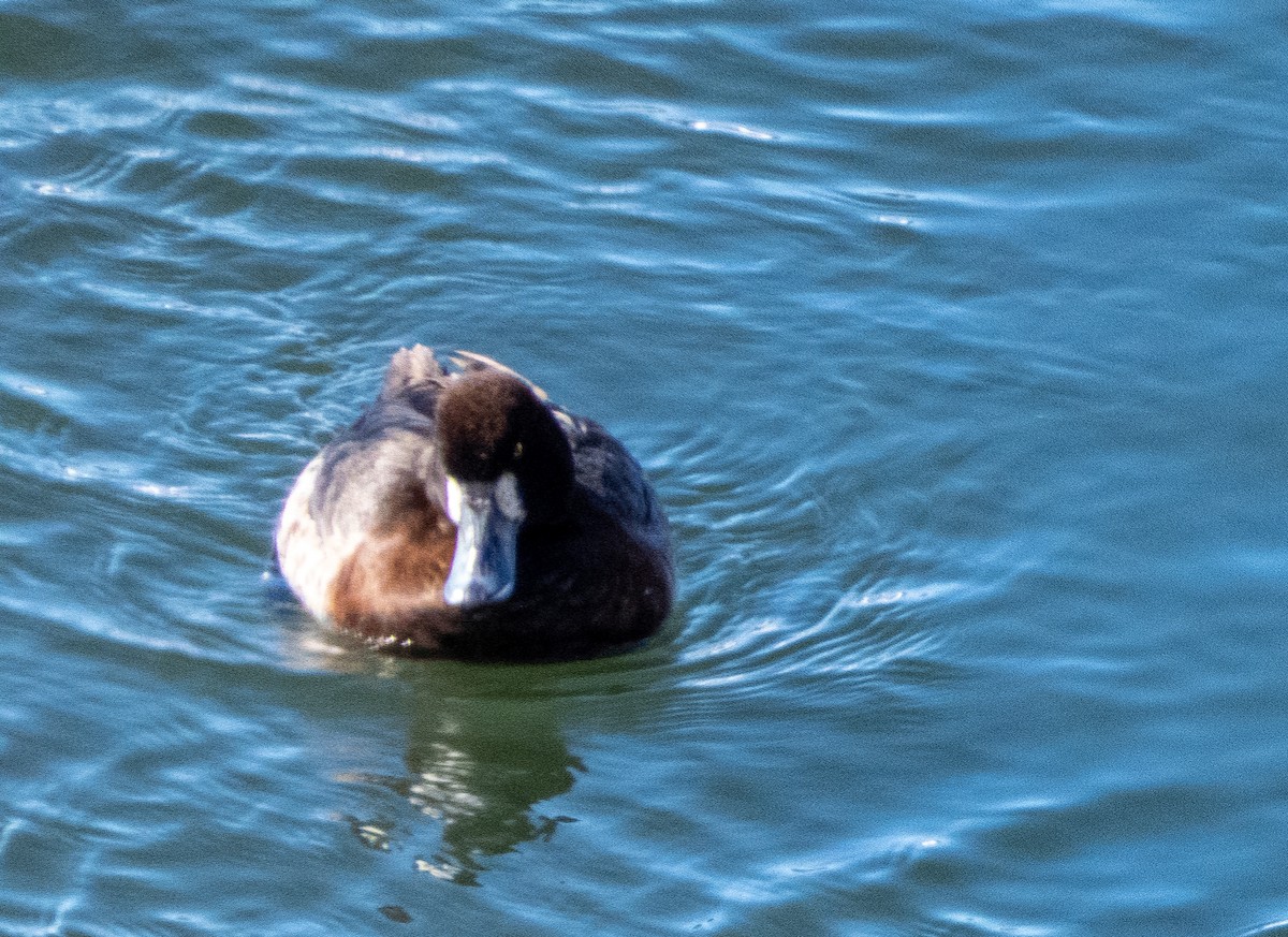 Greater Scaup - ML310188901