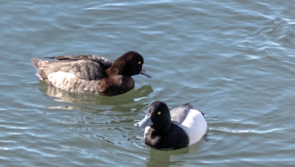 Greater Scaup - ML310188951