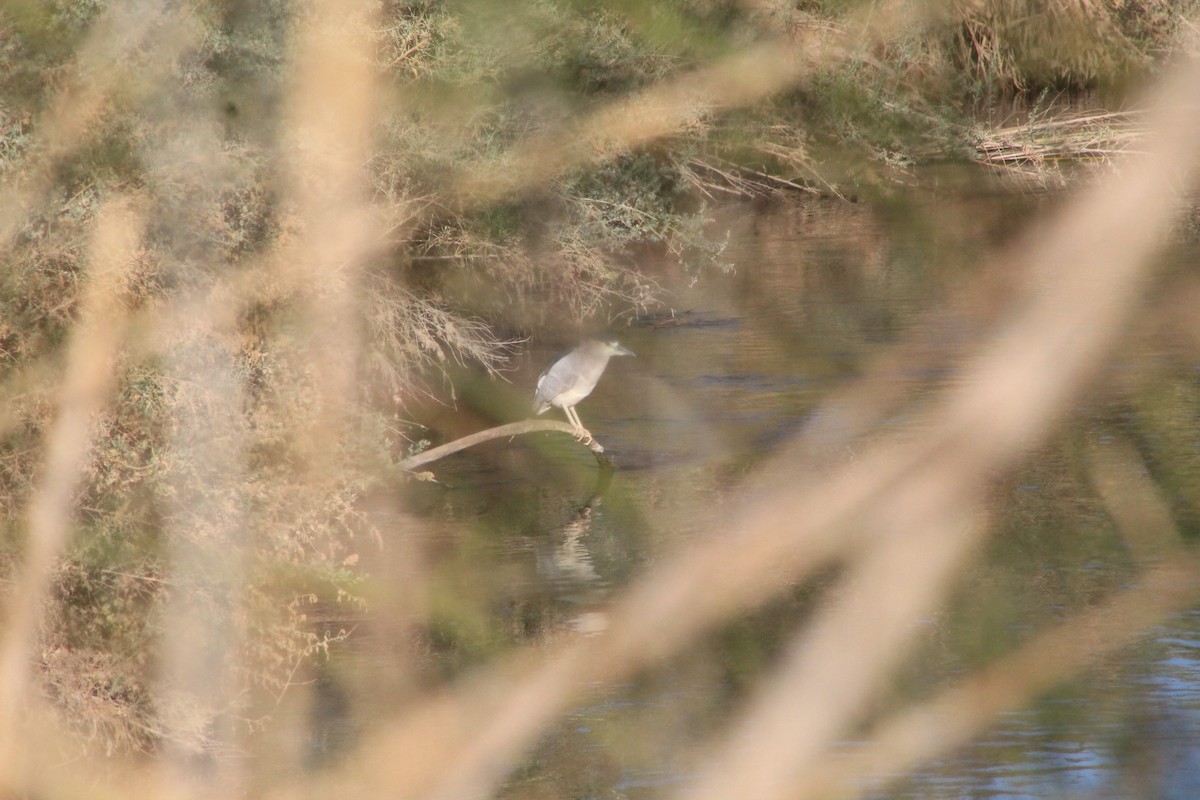 Black-crowned Night Heron - ML310189061