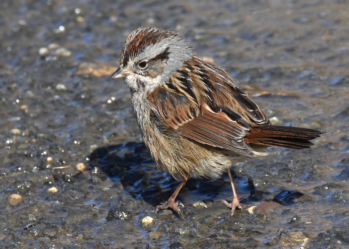 Swamp Sparrow - ML310189971