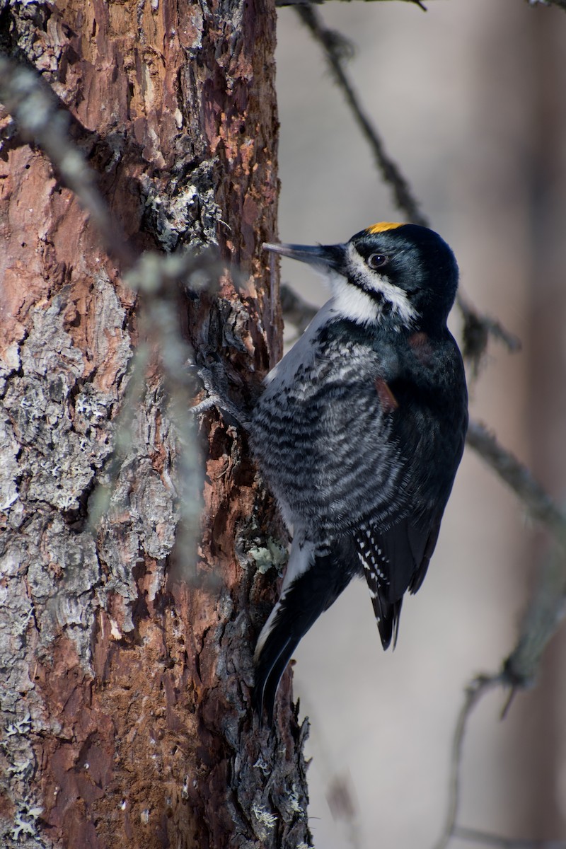 Black-backed Woodpecker - ML310190191