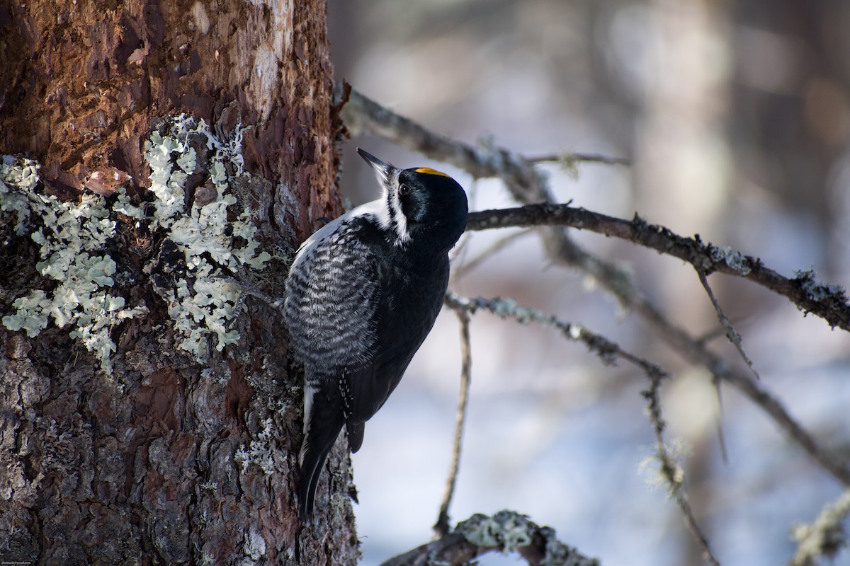 Black-backed Woodpecker - ML310190231