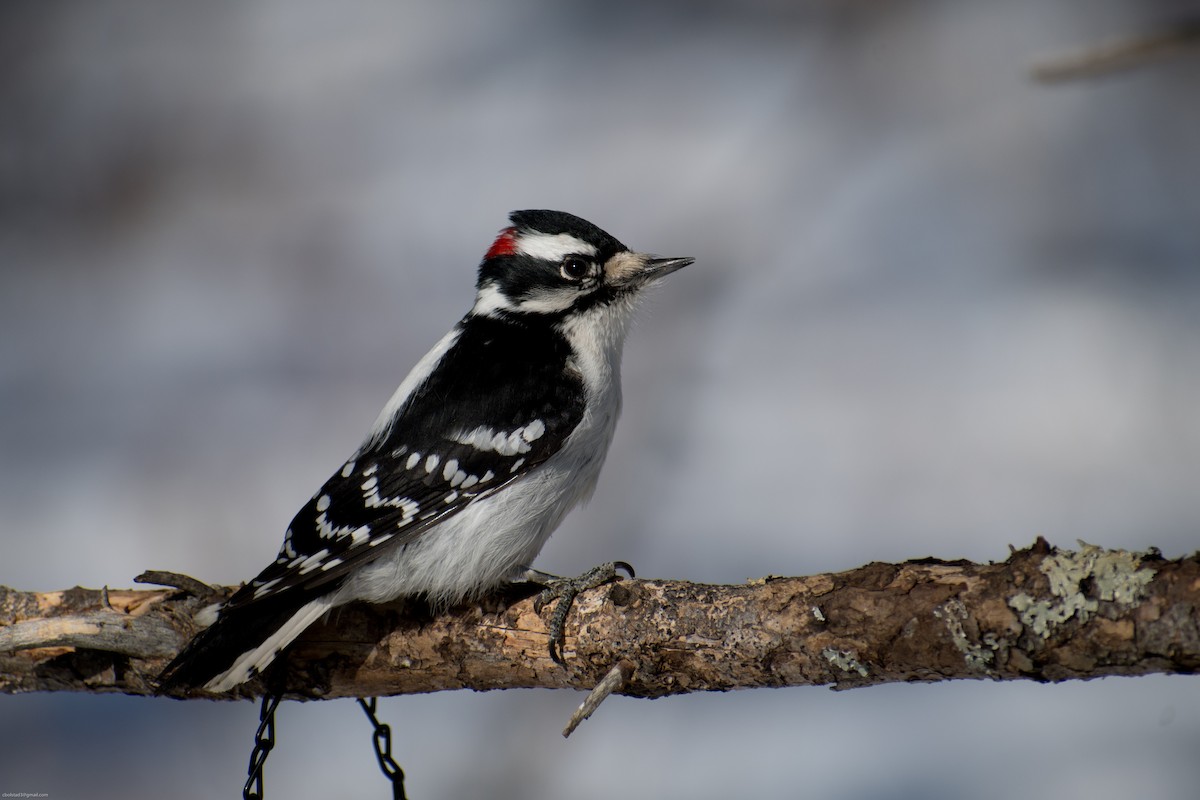 Downy Woodpecker - ML310190531