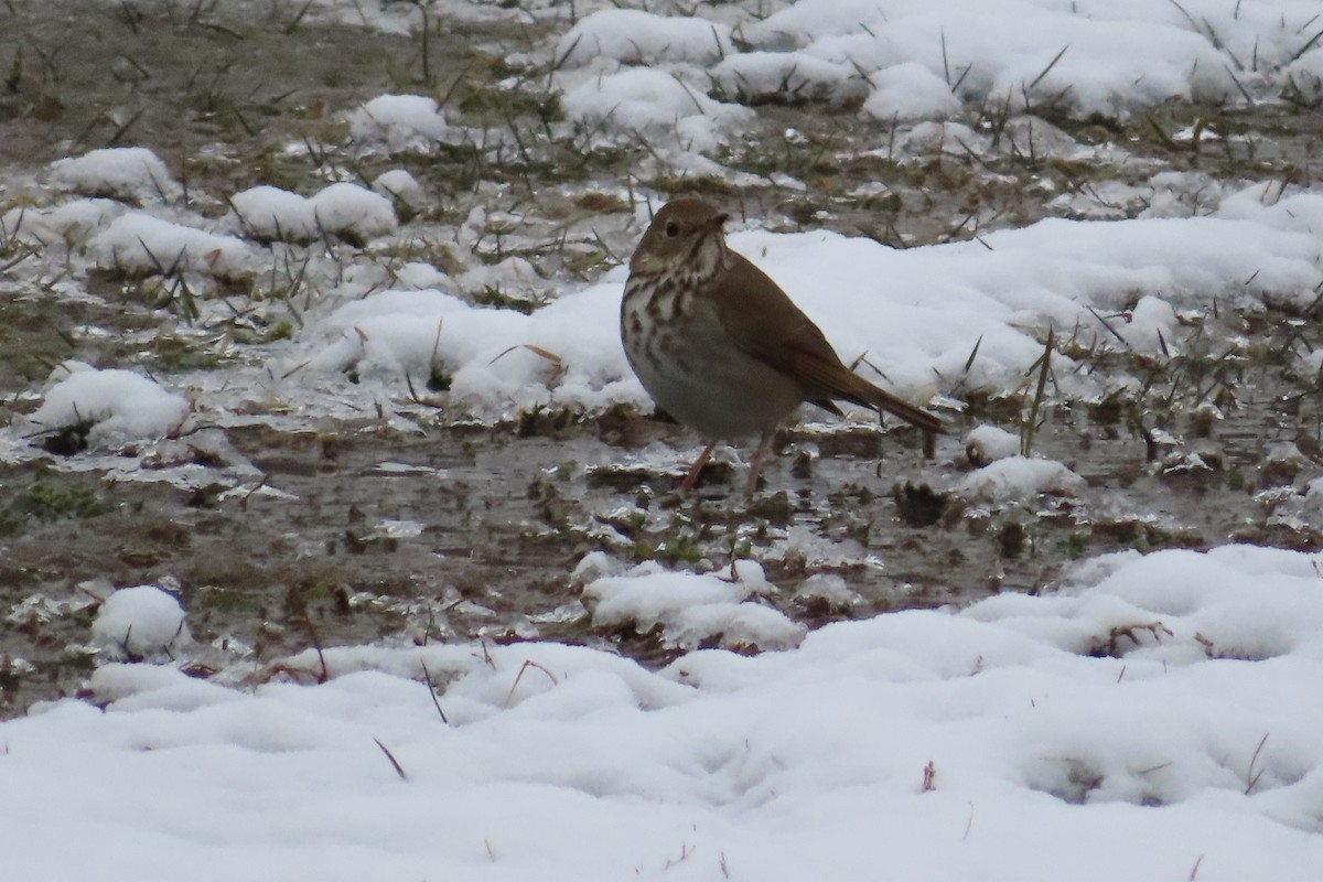 Hermit Thrush - ML310192051