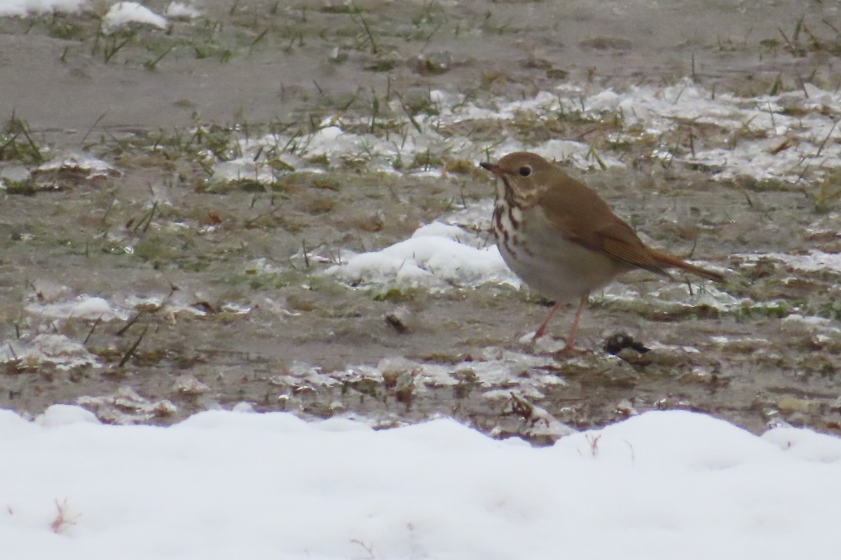 Hermit Thrush - ML310192151