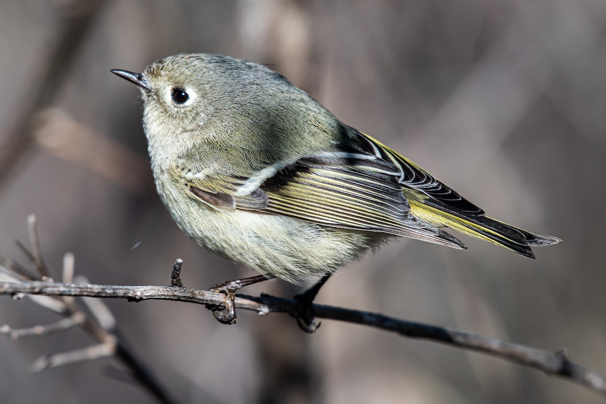 Ruby-crowned Kinglet - ML310192261