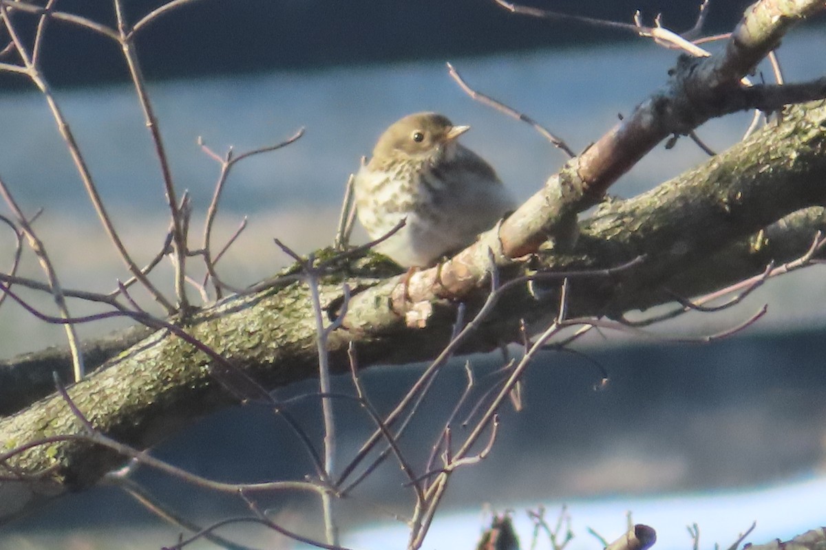 Hermit Thrush - ML310192421