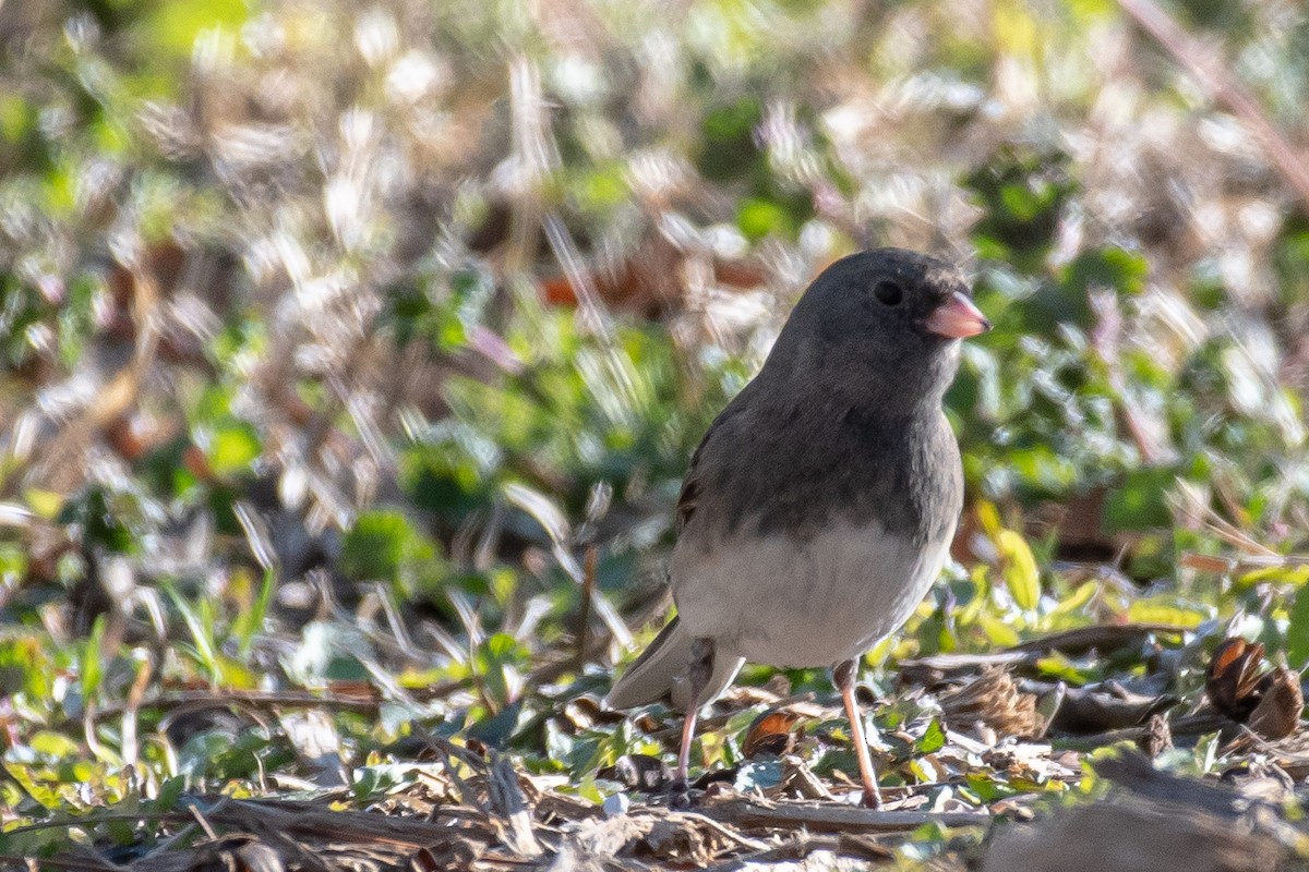 Dark-eyed Junco - ML310192591