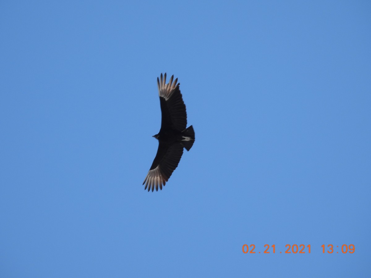 Black Vulture - ML310195611
