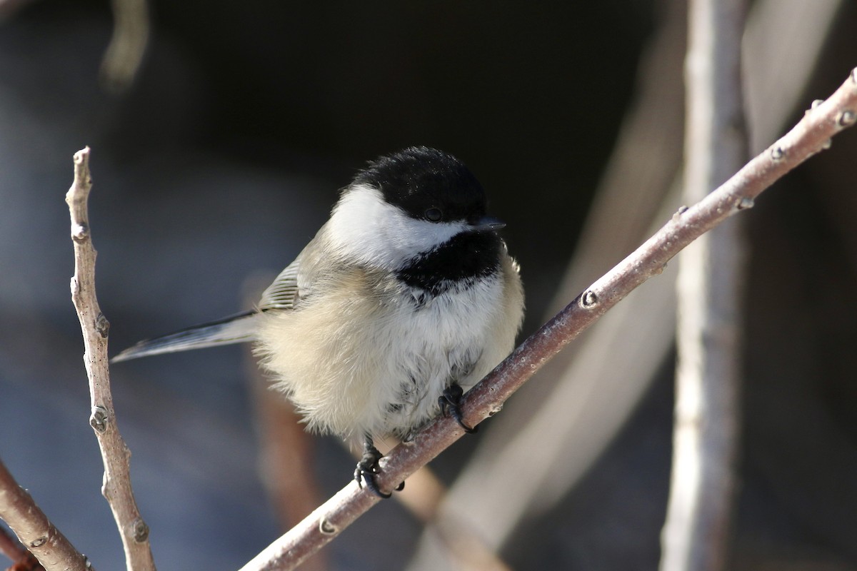Black-capped Chickadee - ML310195761