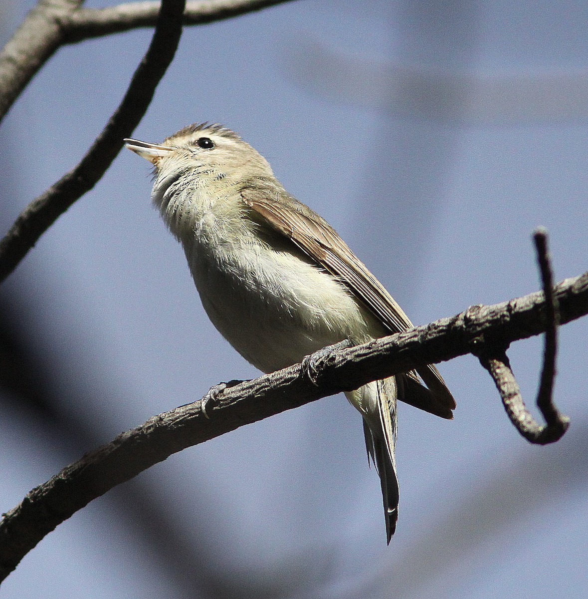 Ötücü Vireo - ML31019581