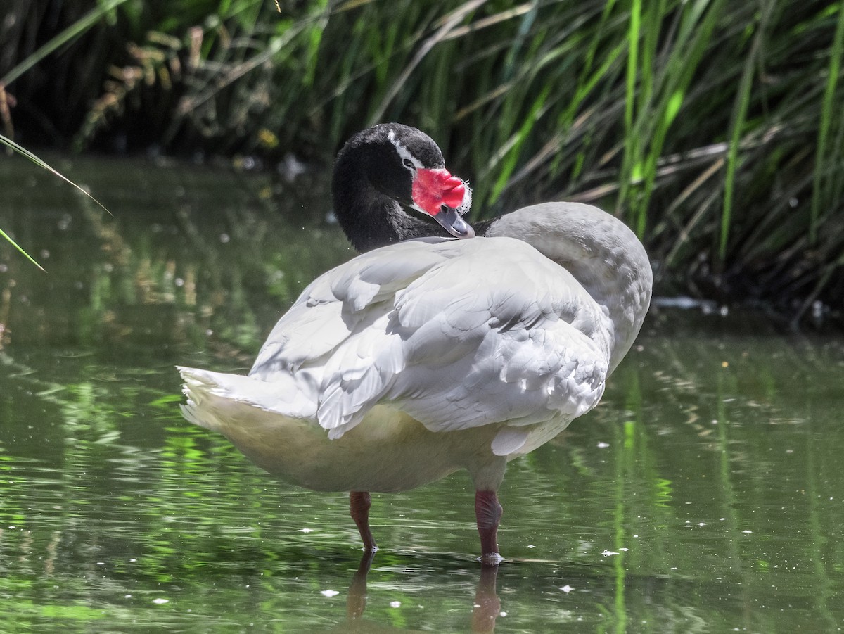 Black-necked Swan - Patricio Viñals Melín