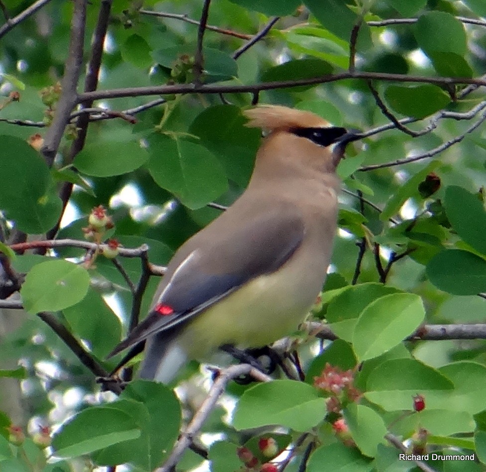 Cedar Waxwing - ML31019811