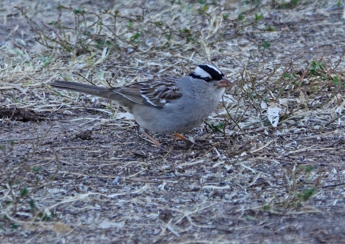 White-crowned Sparrow (Dark-lored) - ML310198541