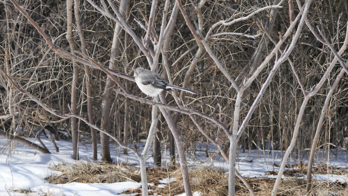 Northern Mockingbird - ML310198761