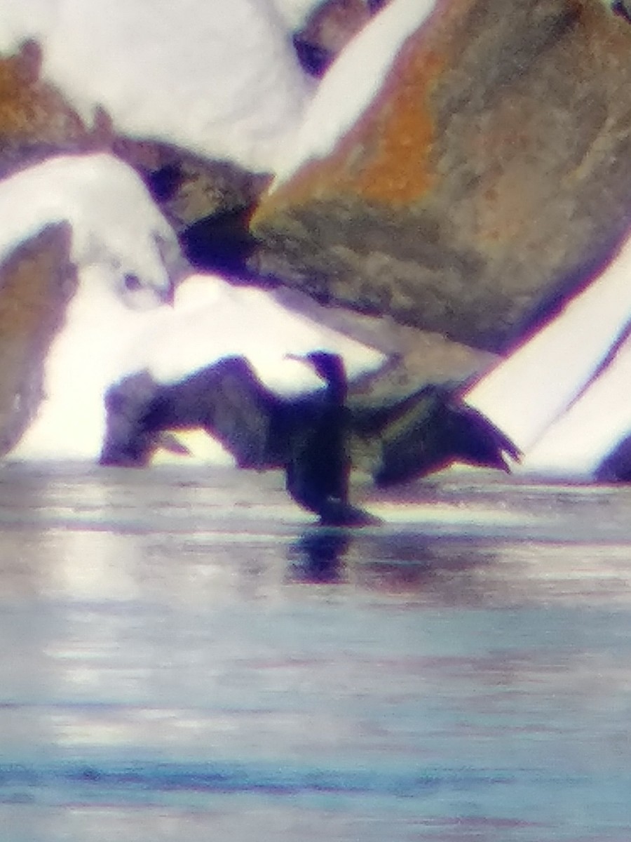 Great Cormorant - ML310199231