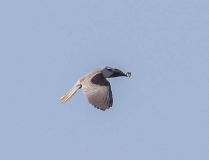 White-tailed Kite - ML310201521