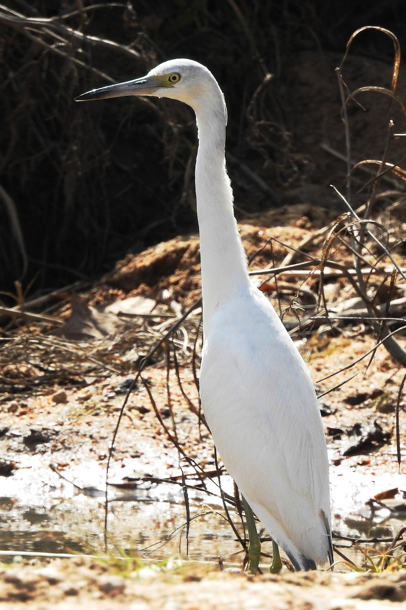 Little Blue Heron - George Brode