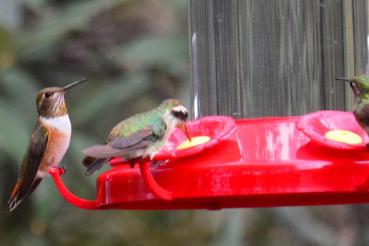 kolibřík bělouchý - ML310208761