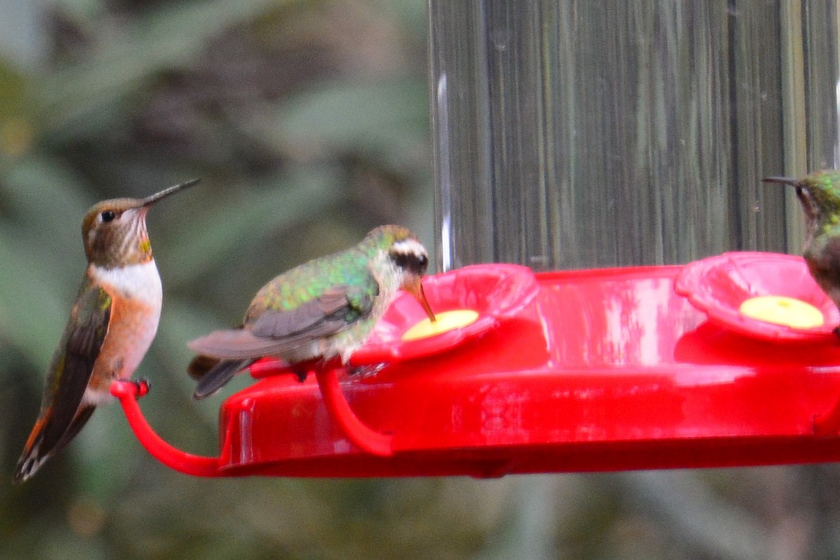 White-eared Hummingbird - ML310208761