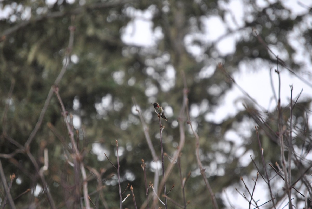 Anna's Hummingbird - ML310210601