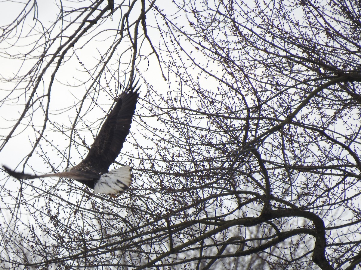 Bald Eagle - Ron Marek