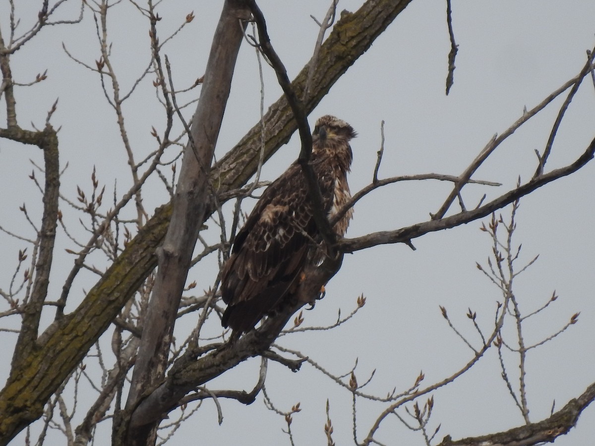 Bald Eagle - ML310211901