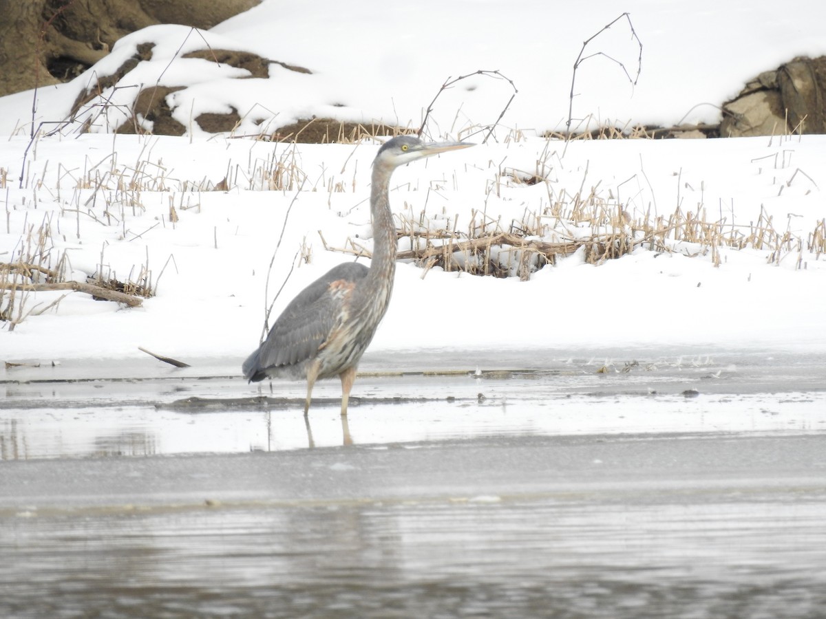 Great Blue Heron - Ron Marek