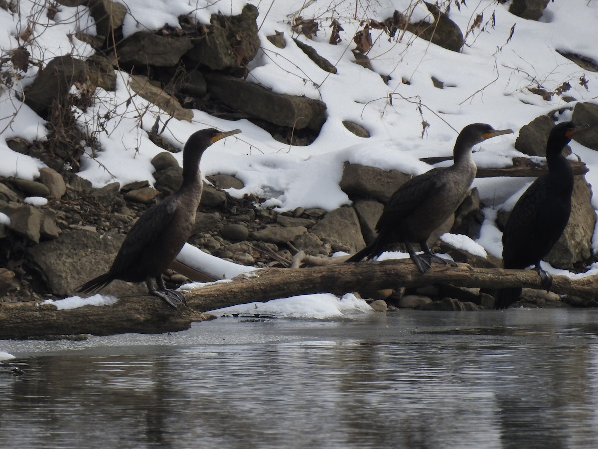 Double-crested Cormorant - ML310212091