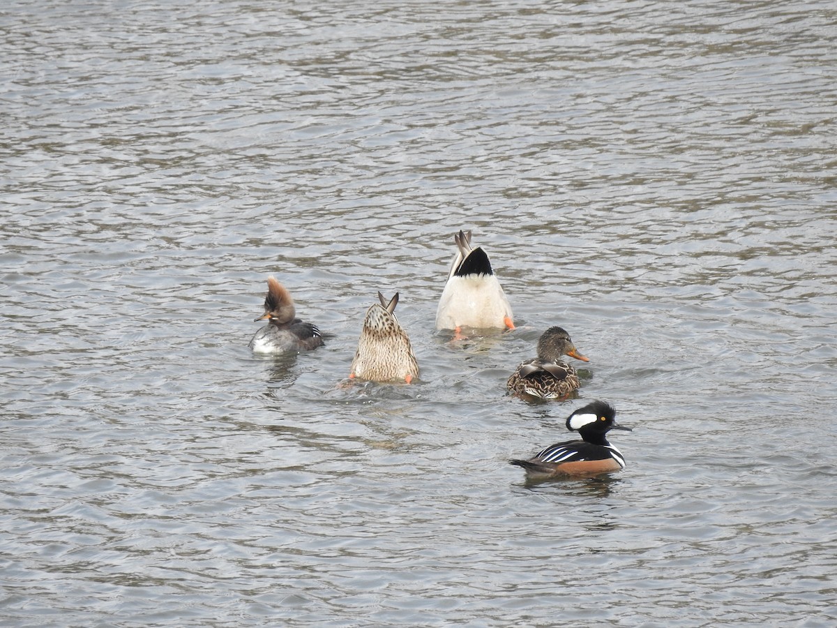 Hooded Merganser - Ron Marek