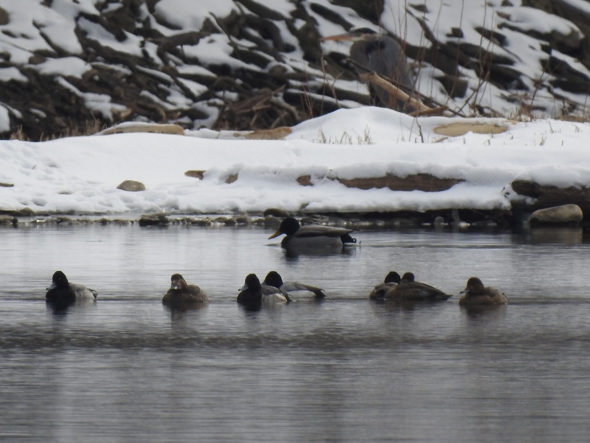 Lesser Scaup - Ron Marek