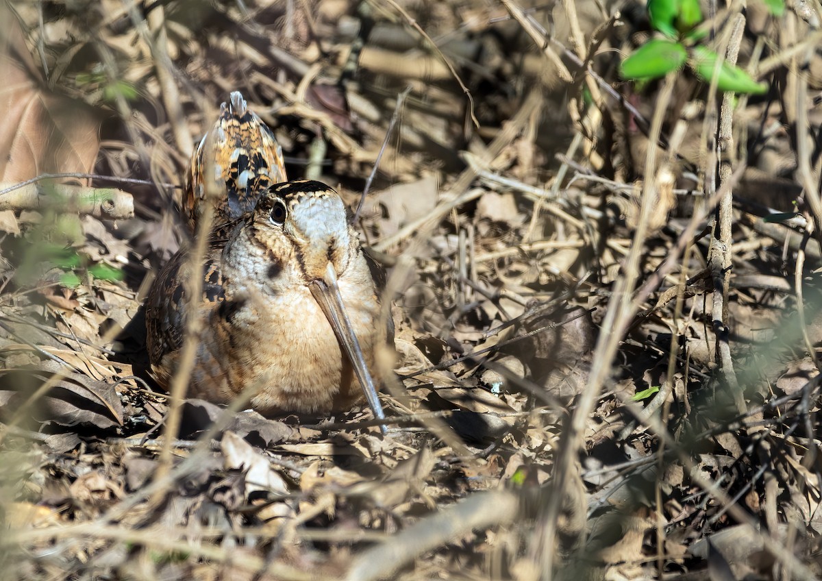 American Woodcock - ML310212261