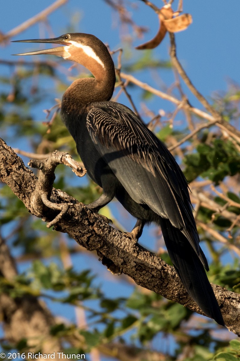 African Darter - Richard Thunen