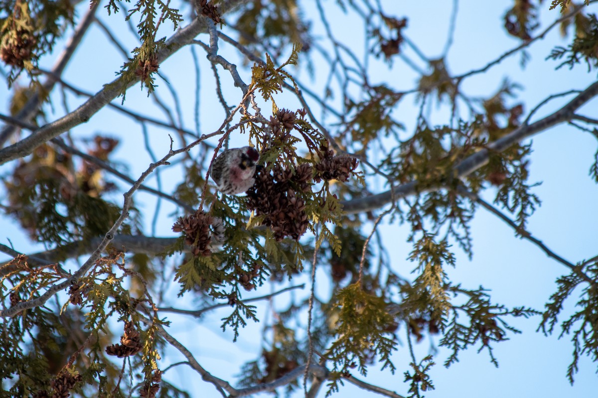 Common Redpoll - ML310212961