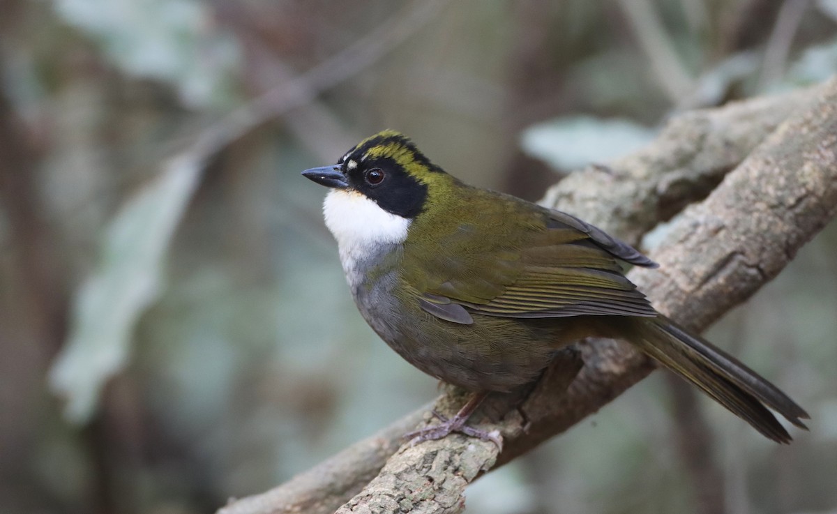 Green-striped Brushfinch - Luke Seitz