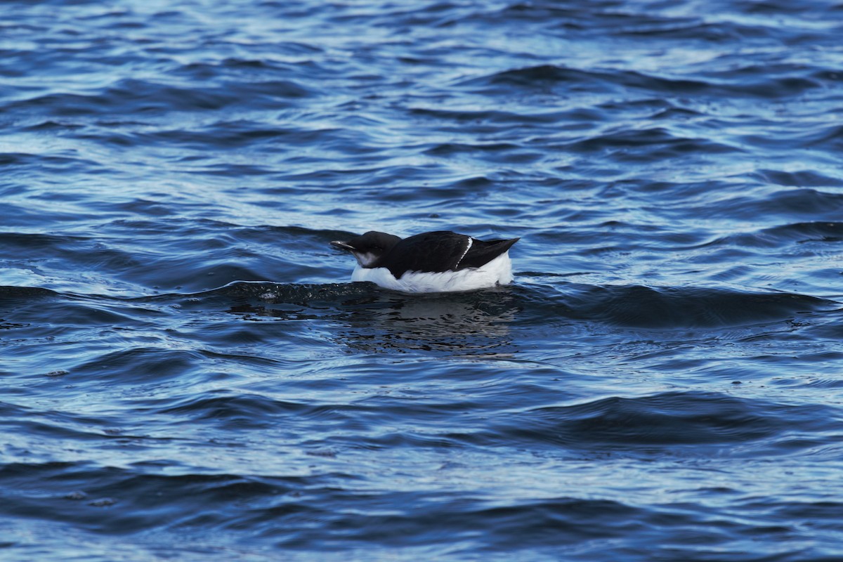 Thick-billed Murre - Jocelyn Durston