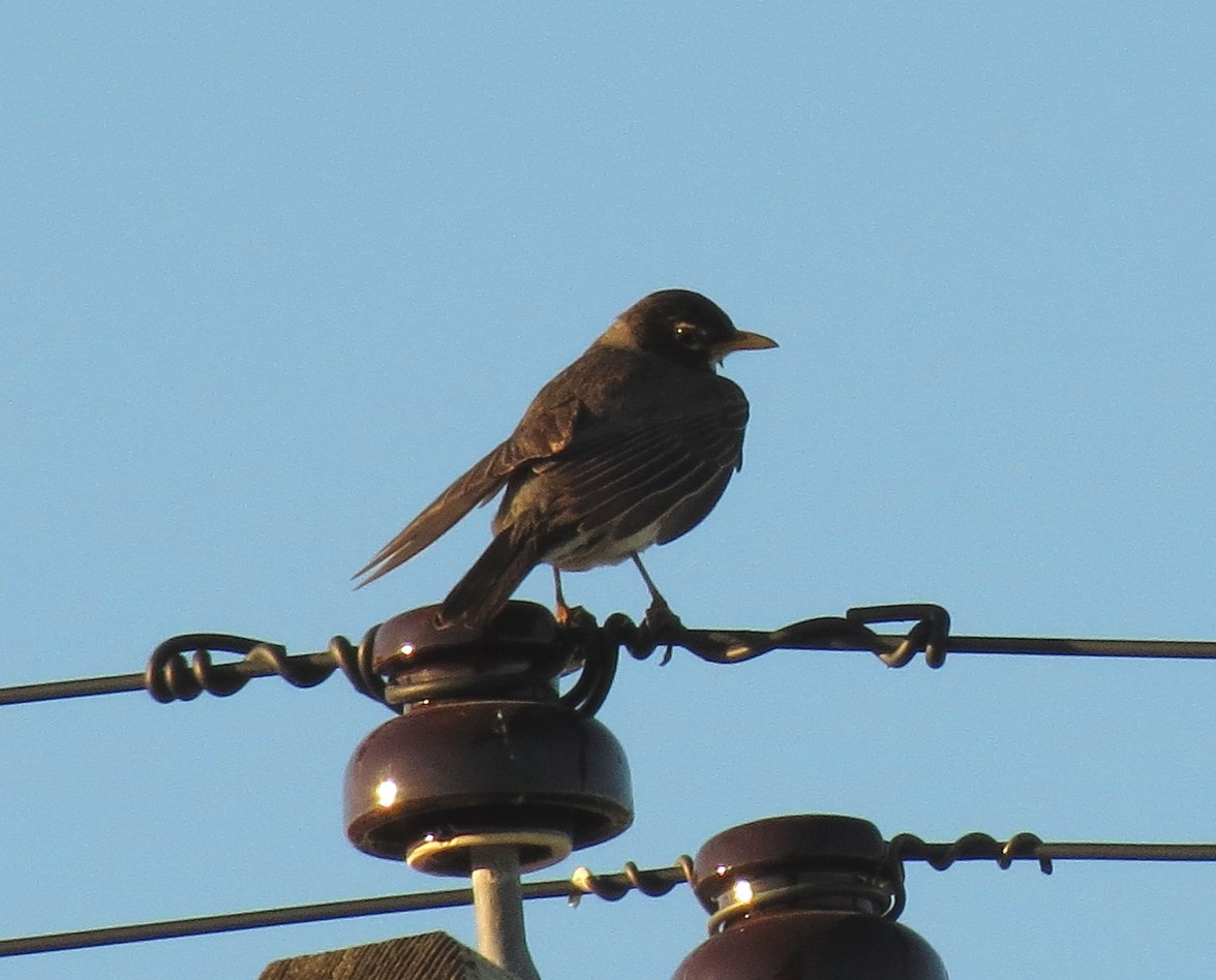 American Robin - ML31021631