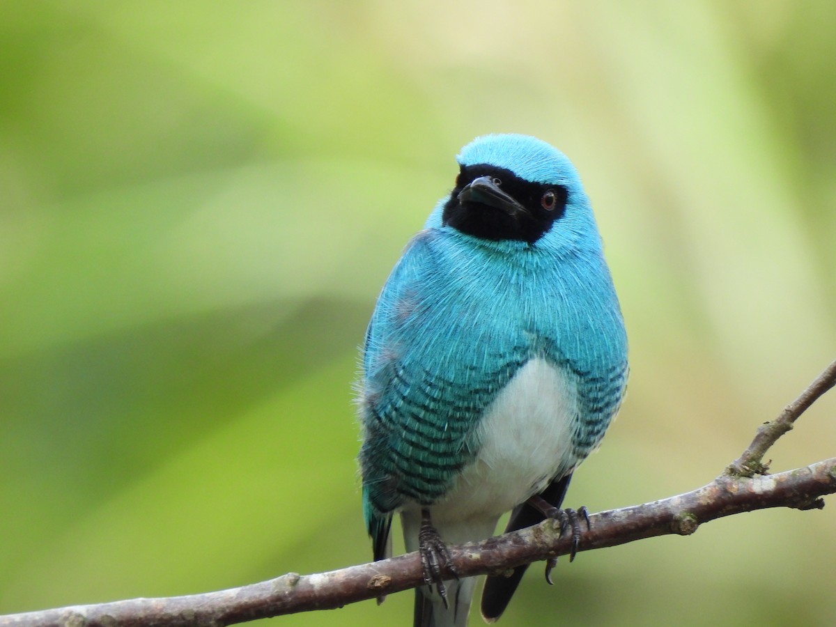 Swallow Tanager - ML310218511