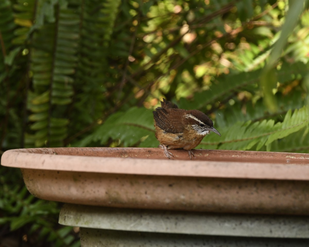 Carolina Wren - ML310218801