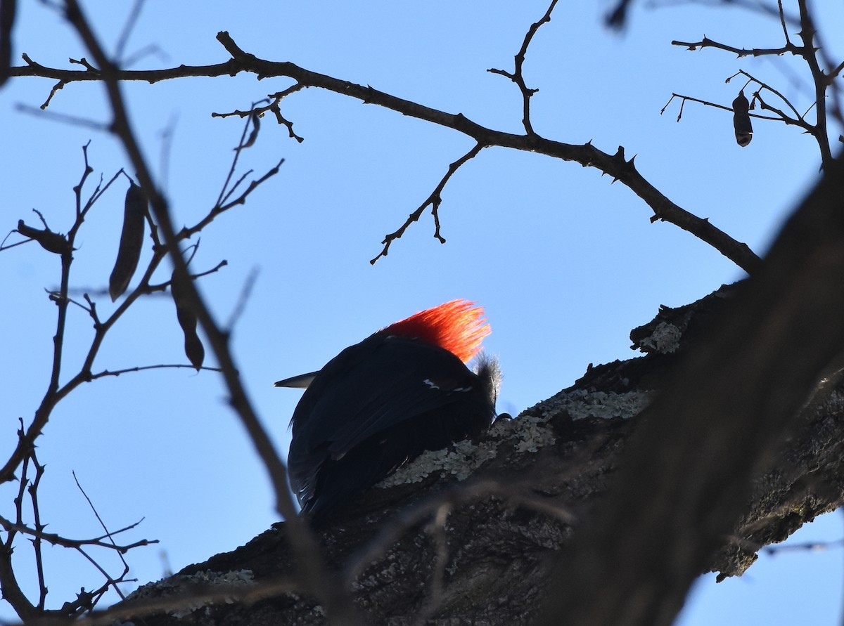 Pileated Woodpecker - Joe Gyekis