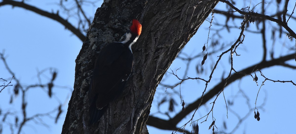 Pileated Woodpecker - ML310219221