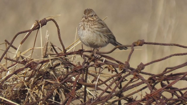 Vesper Sparrow - ML310219561