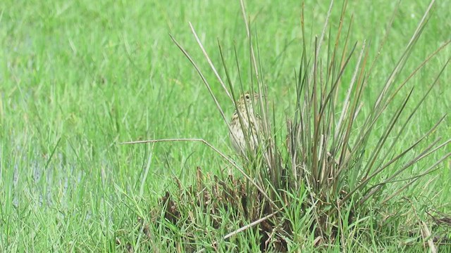 Correndera Pipit - ML310223901