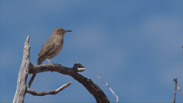 Bendire's Thrasher - ML310224481